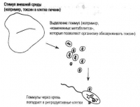 Что, если Ламарк прав? Иммуногенетика и эволюция
