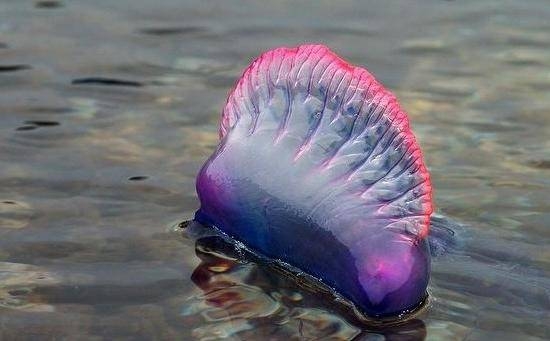 И такие бывают уловы