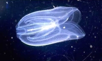 Незаконные мигранты в Черном и Азовском море