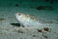 Самые ядовитые рыбы Черного моря. Морские драконы и морские коровы.